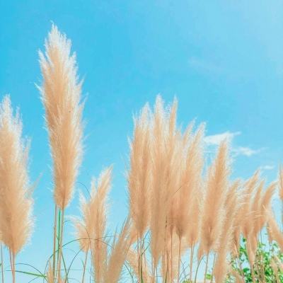 【在希望的田野上·三夏时节】全国麦收达1.2亿亩 进入收获高峰